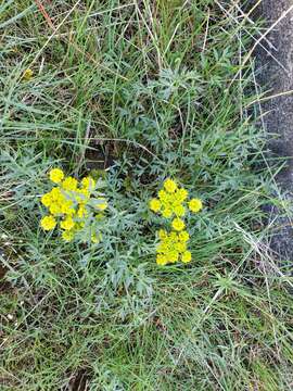 Image of <i>Lomatium papilioniferum</i> J. A. Alexander & W. Whaley