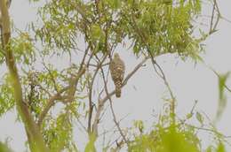 Image of Barred honey buzzard