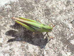 Plancia ëd Schizobothrus flavovittatus Sjöstedt 1921