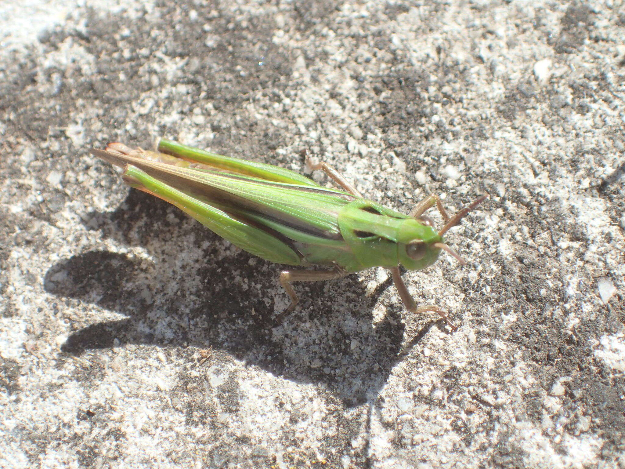 Plancia ëd Schizobothrus flavovittatus Sjöstedt 1921