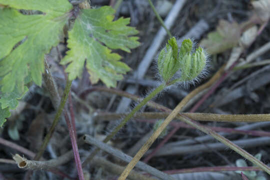 Image of Pulsatilla tatewakii Kudo