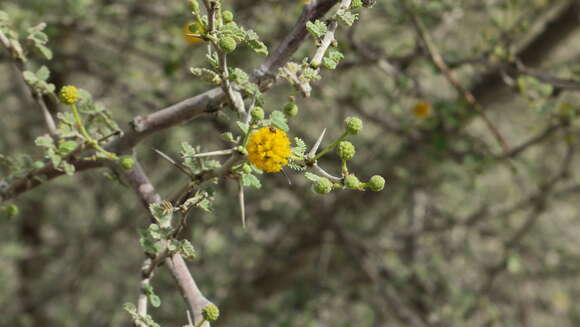 Image of Vachellia flava (Forssk.) Kyal. & Boatwr.