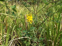 Image of longbeak rattlebox