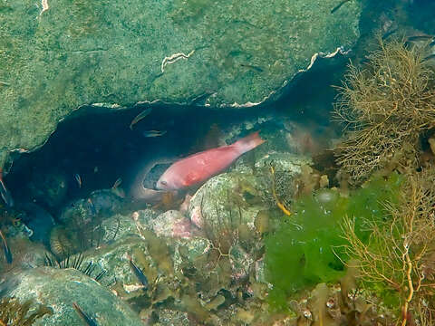 Pseudolabrus rubicundus (Macleay 1881) resmi