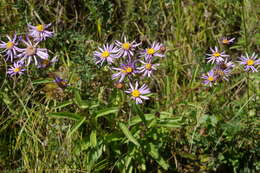 Plancia ëd Aster amellus subsp. bessarabicus (Rchb.) Soó