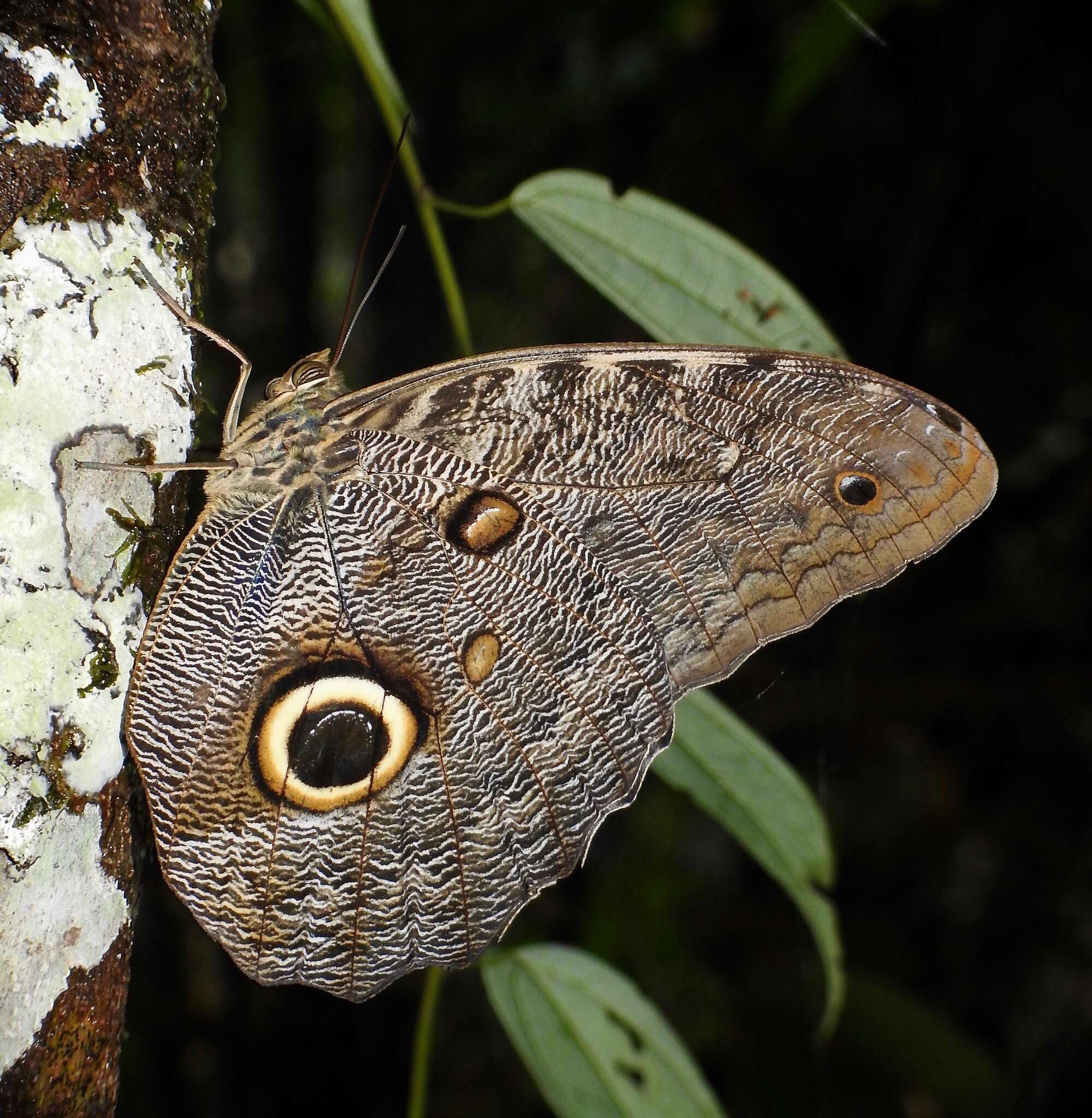 Plancia ëd Caligo eurilochus Cramer 1776