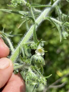 Слика од Antiphytum floribunda (Torr.) A. Gray