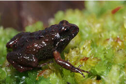 Image of Rough Moss Frog