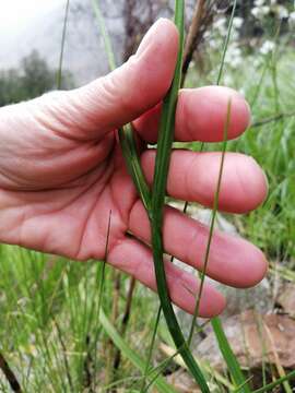 Image of Schizorhiza neglecta (Goldblatt) Goldblatt & J. C. Manning