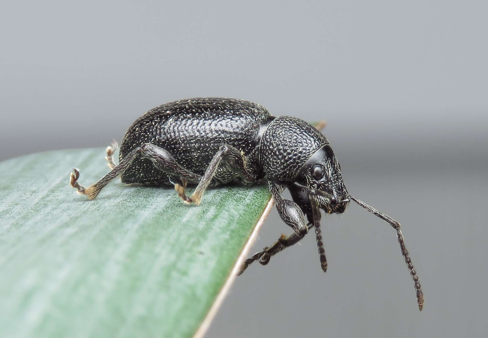 Imagem de Otiorhynchus (Melasemnus) ovalipennis Boheman 1842