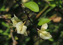 Bougainvillea campanulata Heimerl resmi