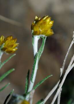 Image of Helichrysum pomelianum Greuter