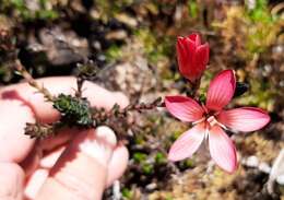 Image de Gentianella crassulifolia var. hypericoides (Gilg) T. N. Ho