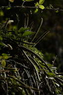 Image of Disocactus martianus (Zucc.) Barthlott