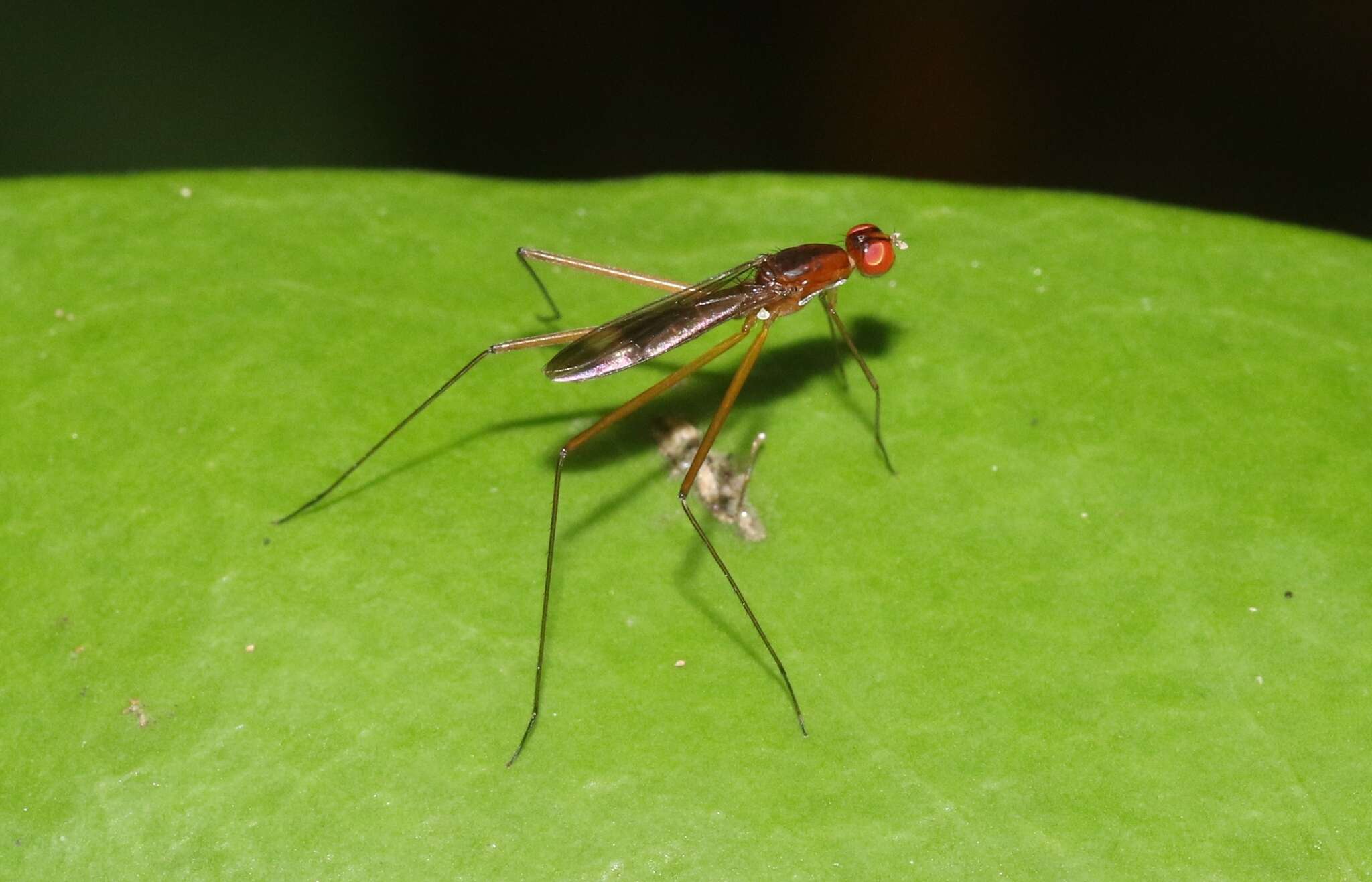 Image of Cothornobata aczeli McAlpine 1998