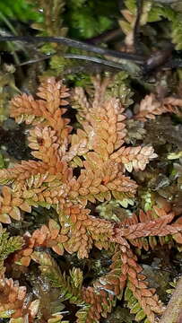 Image of Selaginella helvetica (L.) Spring