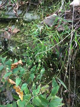 Image of small bonny bellflower