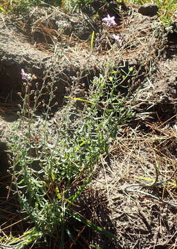 Image of Chaenostoma caeruleum (L. fil.) Kornhall