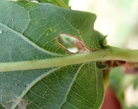 Image de Heliozela sericiella Haworth