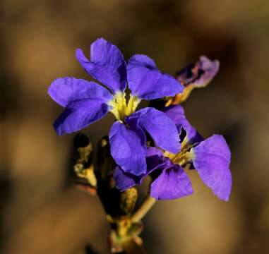 Image of Dampiera lavandulacea Lindl.