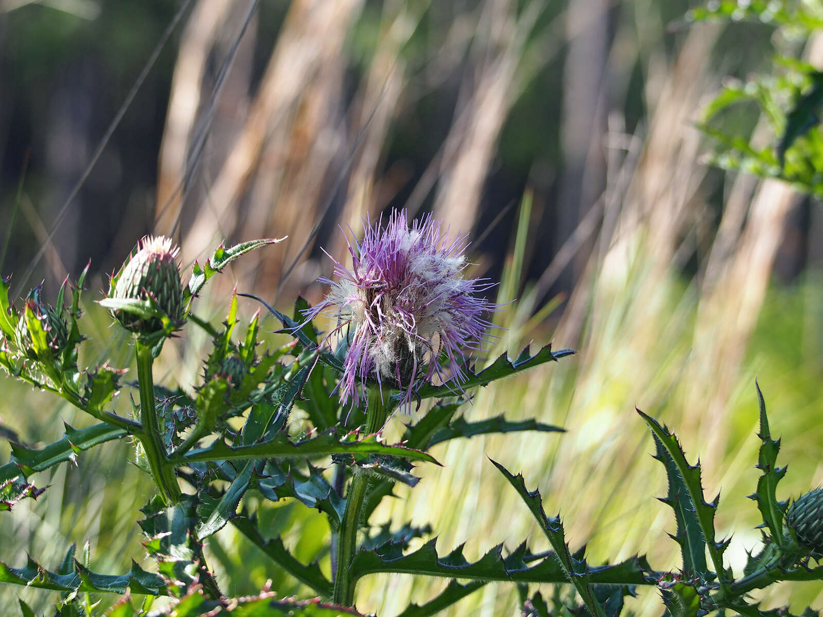 Imagem de Cirsium repandum Michx.