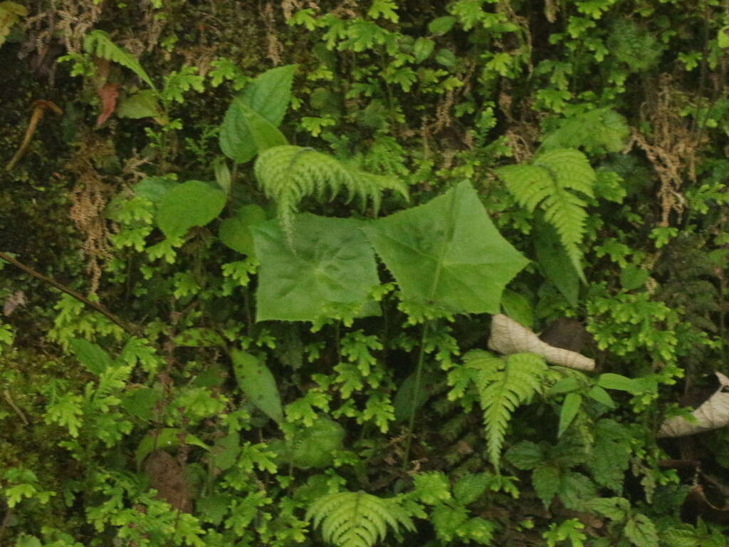 Image de Podophyllum pleianthum Hance