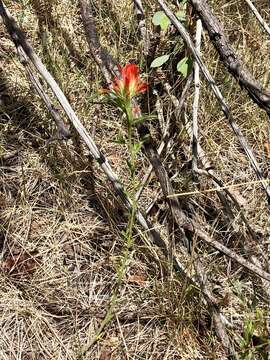 Image of Sacramento Mountain Indian paintbrush