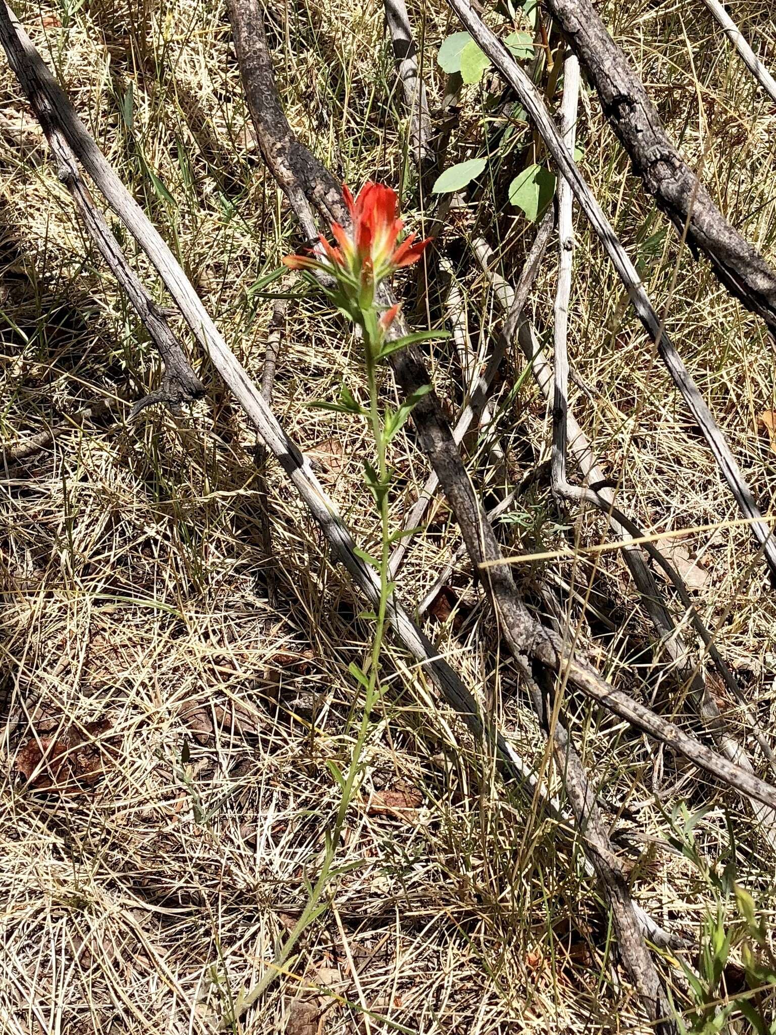 Слика од Castilleja wootonii Standley