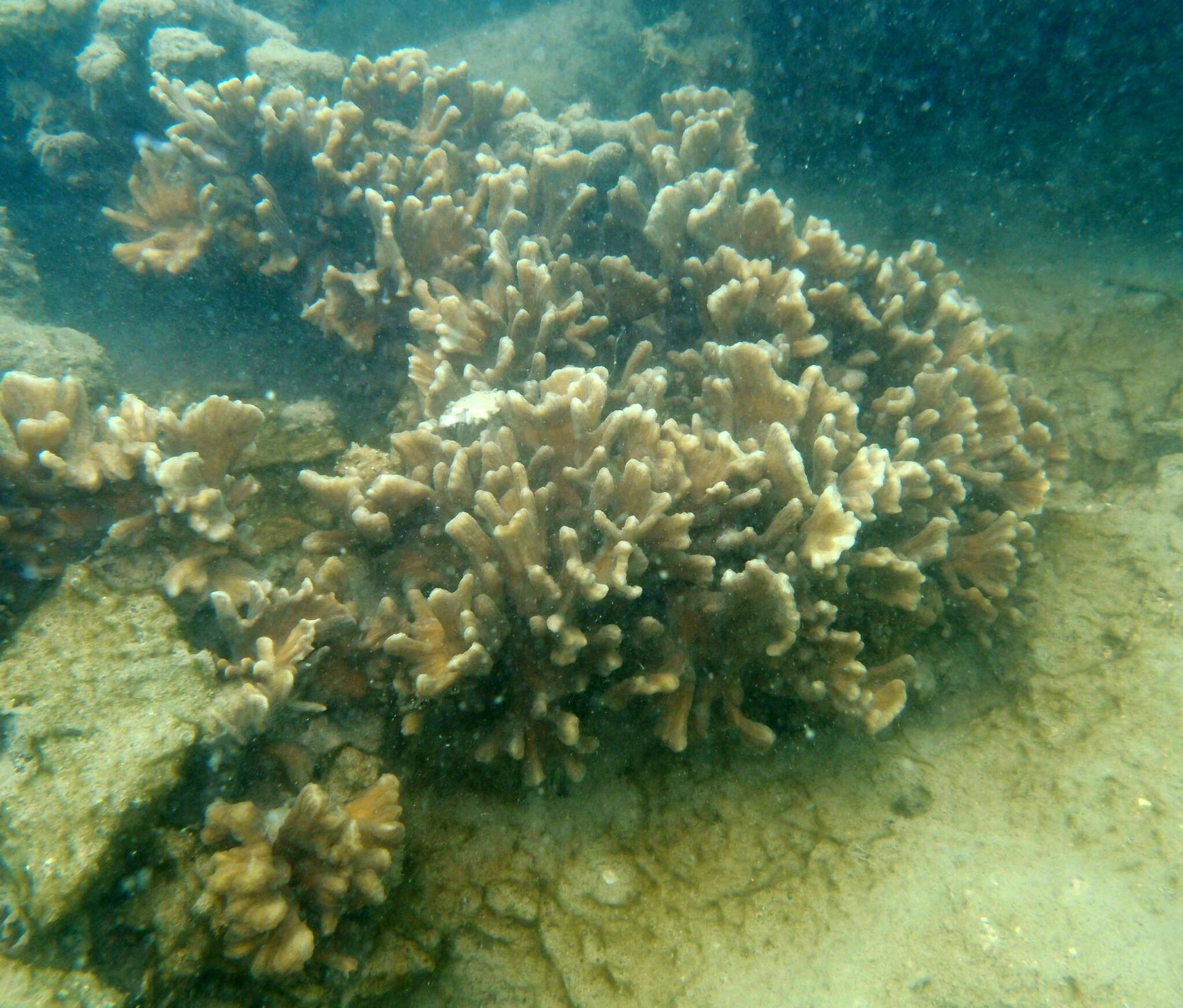 Image of Palm Lettuce Coral