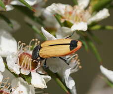 Image of Castiarina fossoria (Carter 1927)