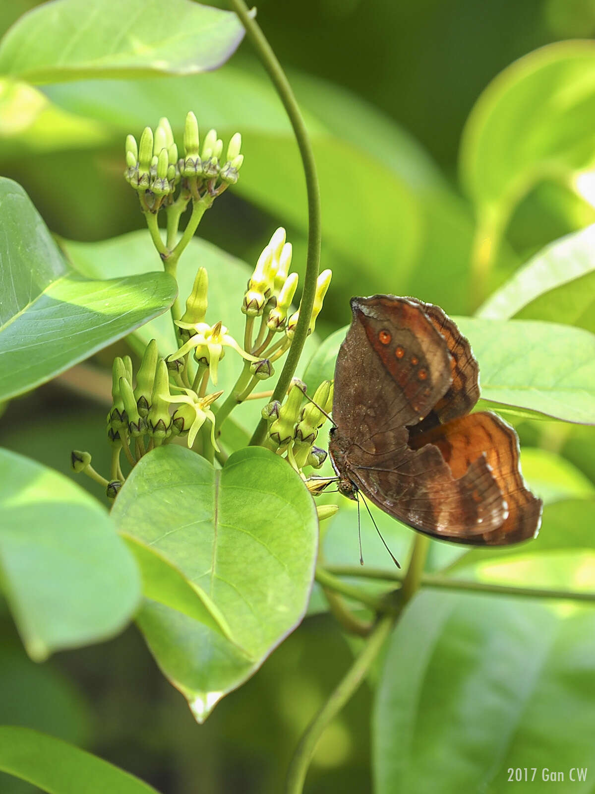 Image of Junonia hedonia Linnaeus 1764