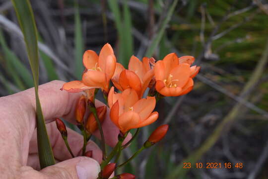 Image of Pillansia templemannii (Baker) L. Bolus