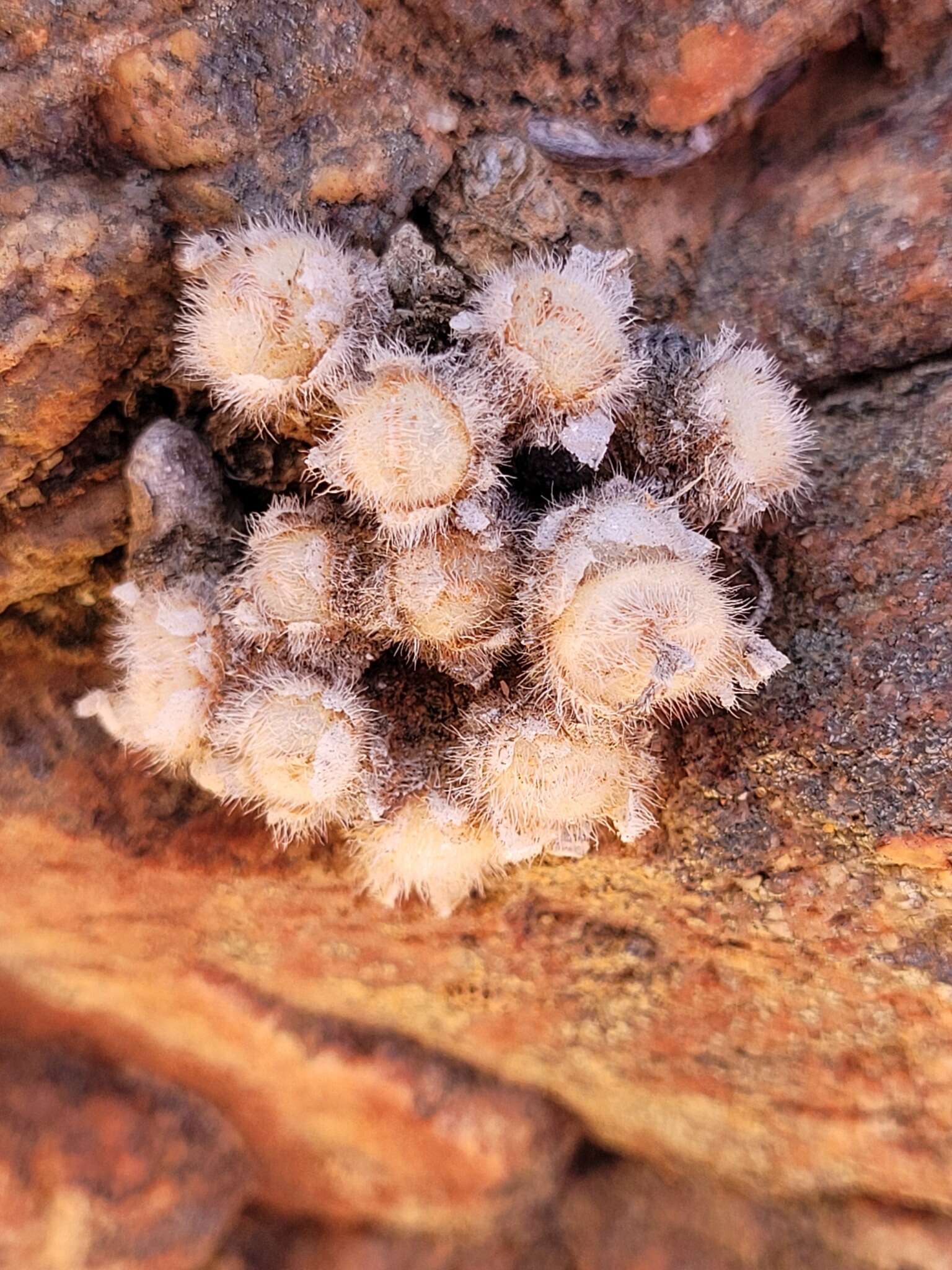 Image of Conophytum stephanii subsp. stephanii