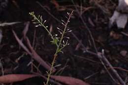 Sivun Lepidium pseudotasmanicum Thell. kuva