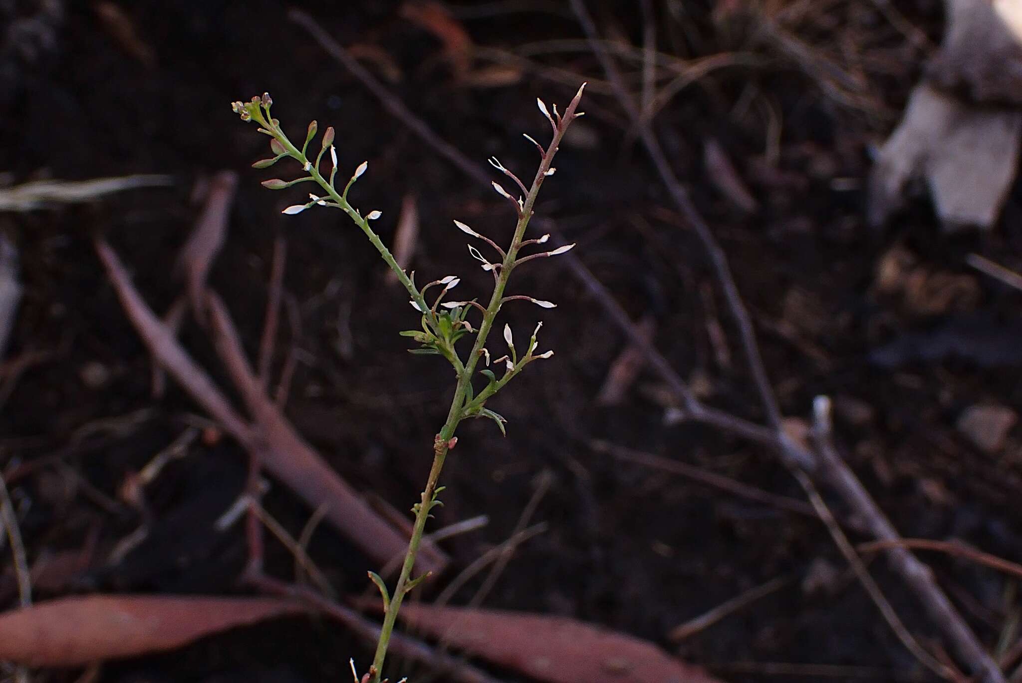 Image of Lepidium pseudotasmanicum Thell.