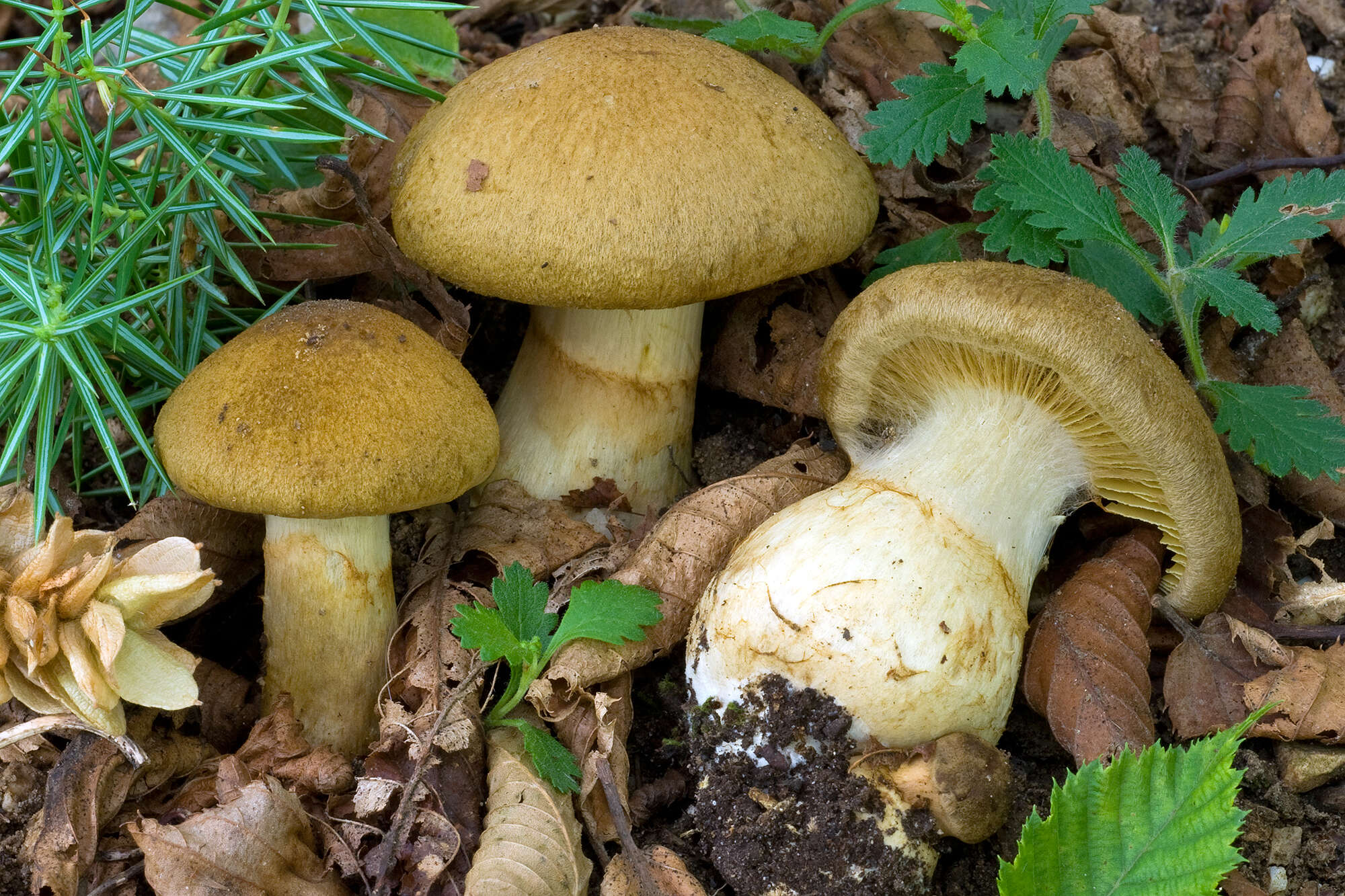 Слика од Cortinarius cotoneus Fr. 1838