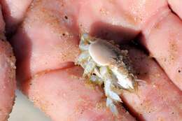 Image of Atlantic Mole Crab