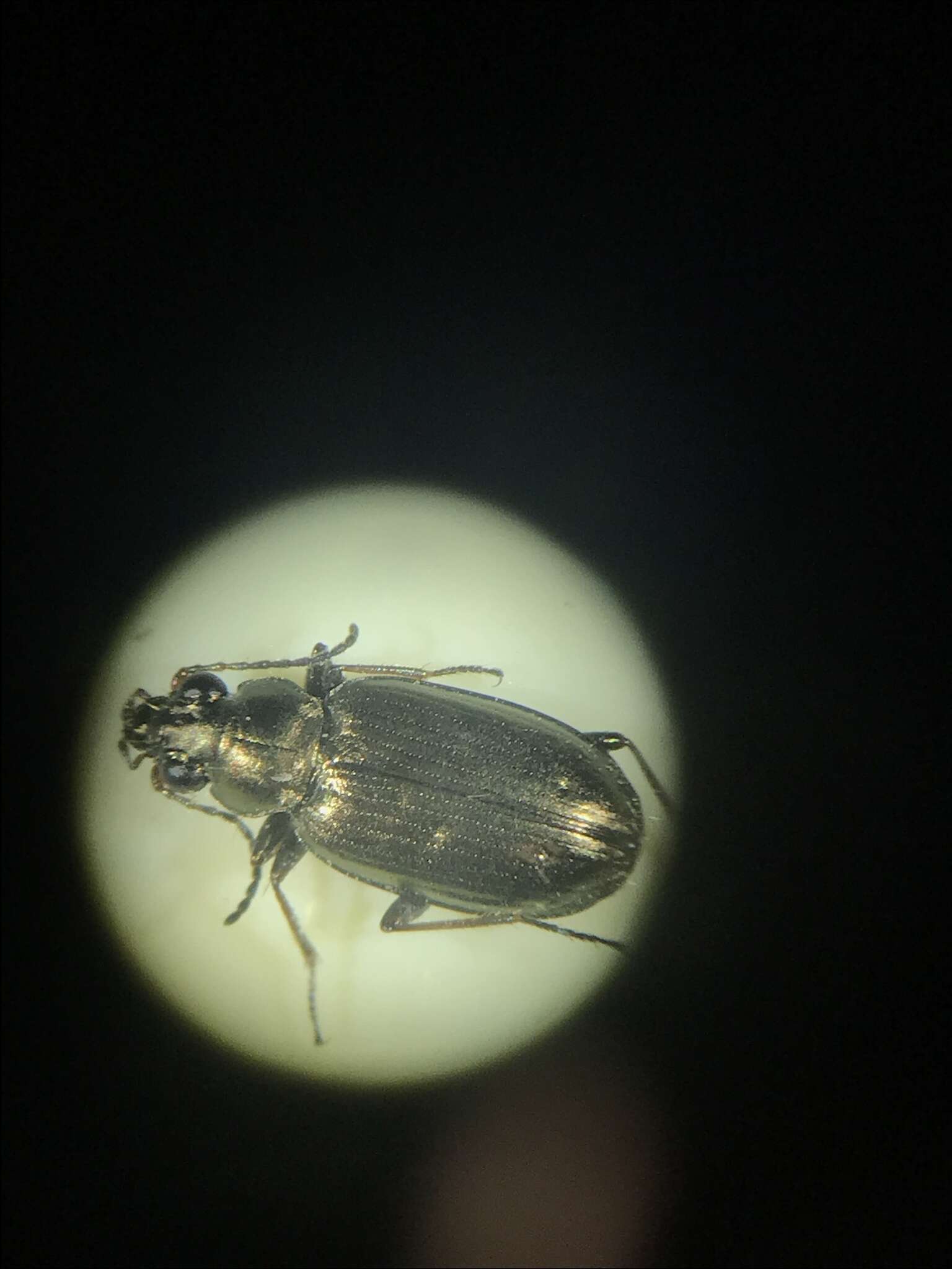 Bembidion (Ochthedromus) bifossulatum (Le Conte 1852)的圖片