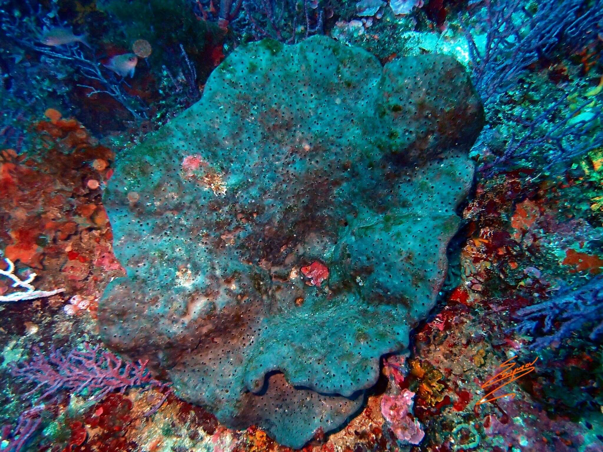 Image of elephant ear