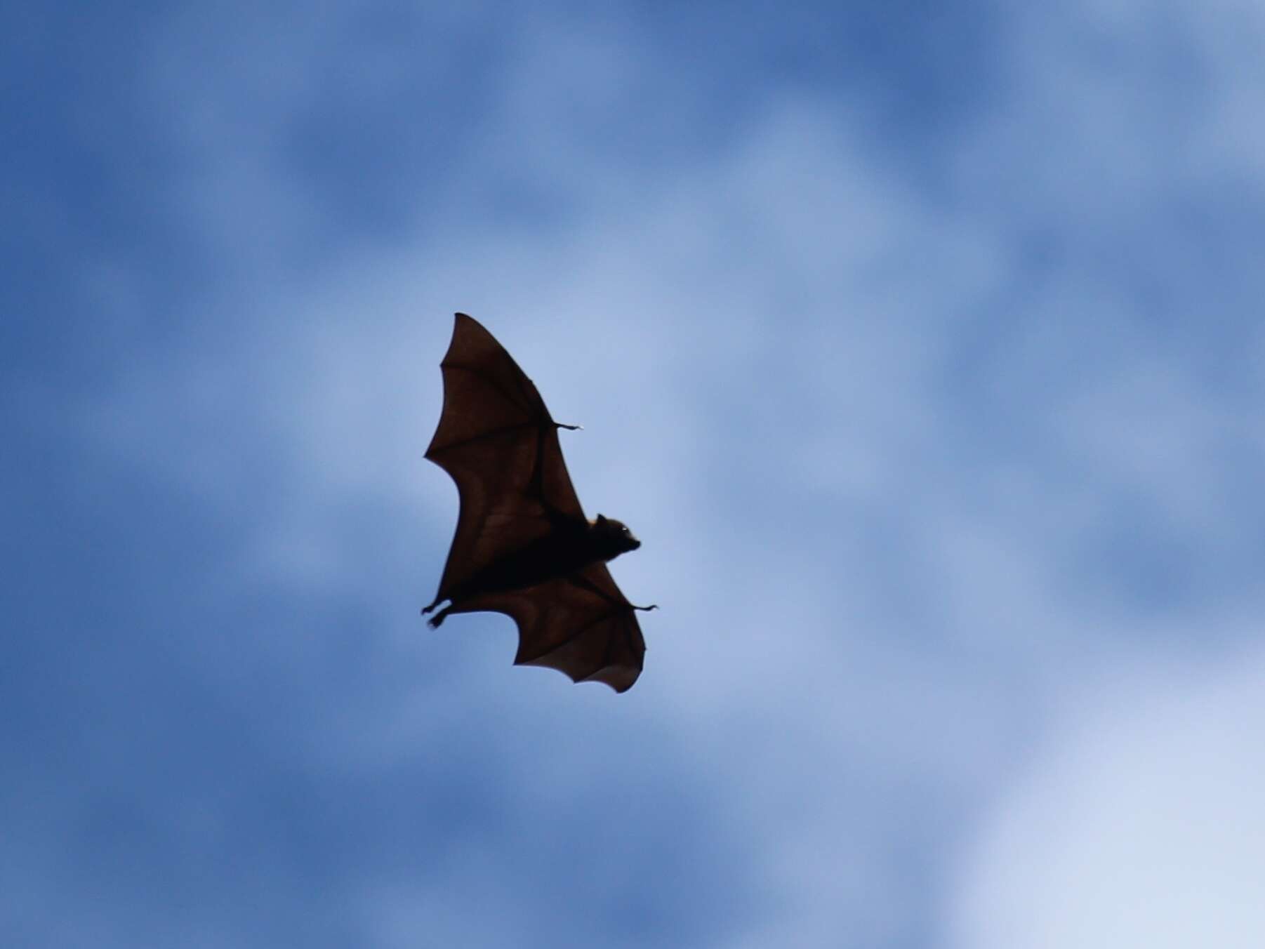 Image of Kosrae Flying Fox