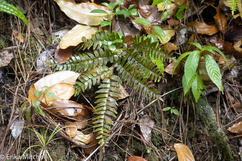 Adiantum villosum L.的圖片