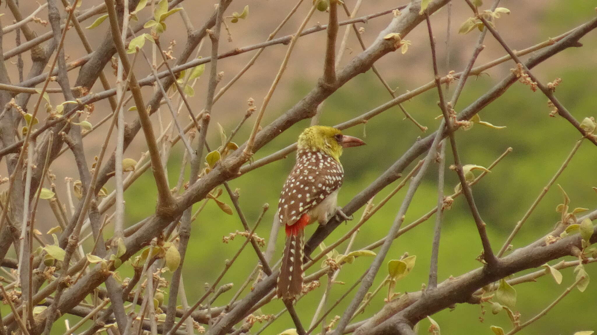 Image of Yellow-breasted Barbet