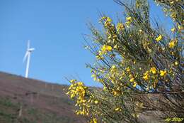 Image of striated broom