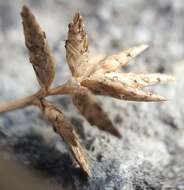 Image of Cyperus bulbosus Vahl