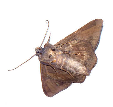 Image of Epidromia pannosa Guenée 1852