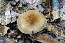 Image of Lactarius gerardii Peck 1873