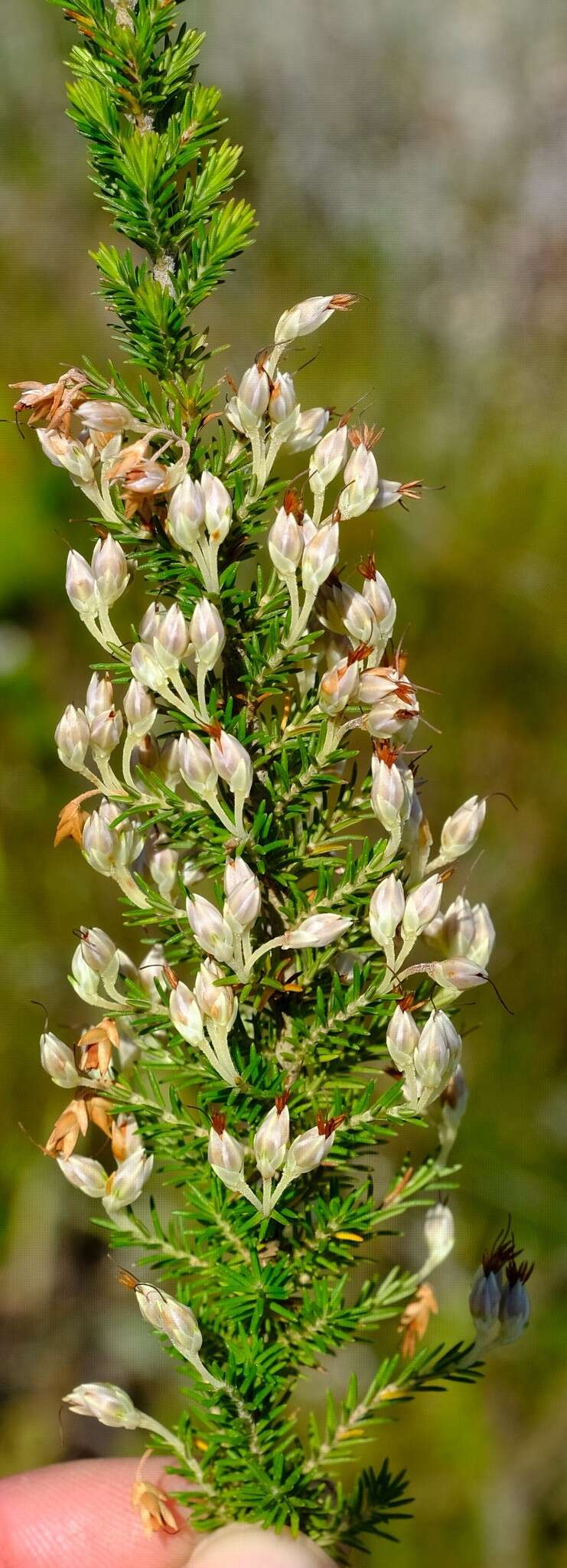 Imagem de Erica penicilliformis Salisb.