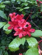 صورة Rhododendron prunifolium (Small) Millais