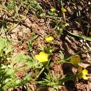 Image of Ranunculus cornutus var. scandicinus (Boiss.) Ziffer-Berger & Leschner