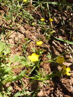 Ranunculus cornutus var. scandicinus (Boiss.) Ziffer-Berger & Leschner的圖片